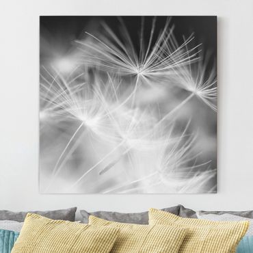 Impression sur toile - Moving Dandelions Close Up On Black Background