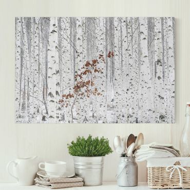 Impression sur toile - Birch Trees In Autumn