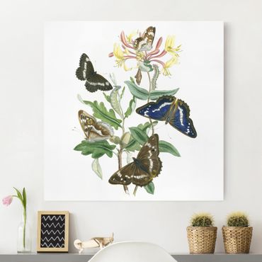 Impression sur toile - British Butterflies IV