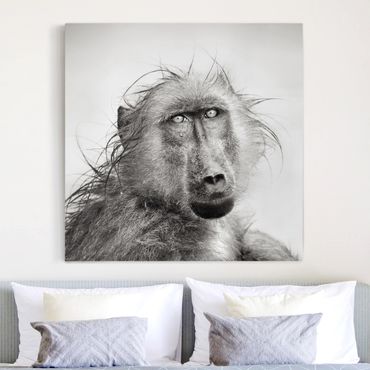 Impression sur toile - Crying Baboon