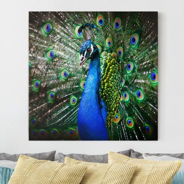 Impression sur toile - Noble Peacock
