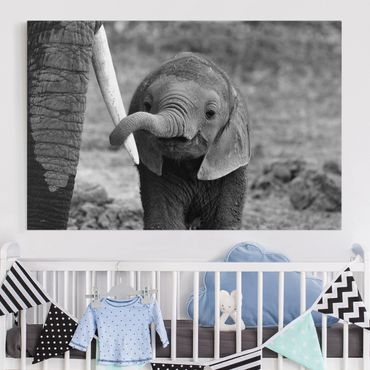 Impression sur toile - Baby Elephant