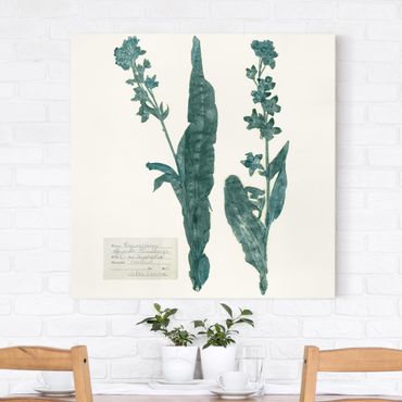 Impression sur toile - Pressed Flowers - Hound's Tongue