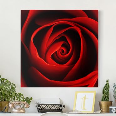 Impression sur toile - Lovely Rose