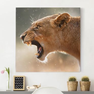 Impression sur toile - Lioness on the hunt