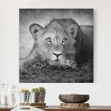 Impression sur toile - Lurking Lionbaby
