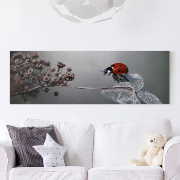 Impression sur toile - Ladybird On Hydrangea