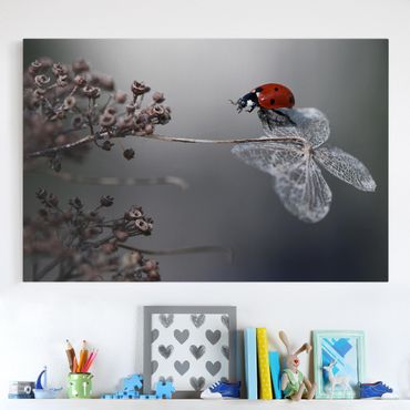 Impression sur toile - Ladybird On Hydrangea
