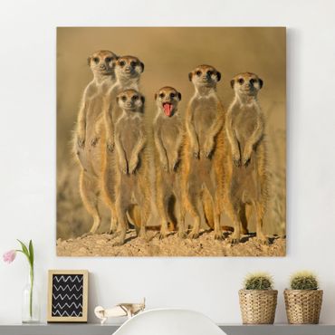 Impression sur toile - Meerkat Family