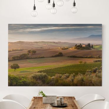 Impression sur toile - Olive Grove In Tuscany