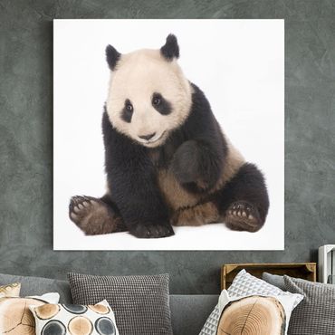 Impression sur toile - Panda Paws