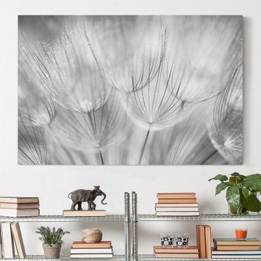 Impression sur toile - Dandelions macro shot in black and white