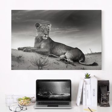 Impression sur toile - Resting Lion
