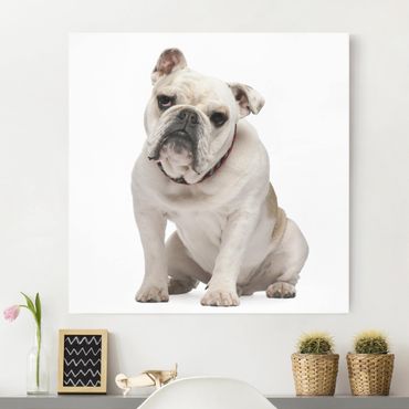 Impression sur toile - Skeptical Bulldog