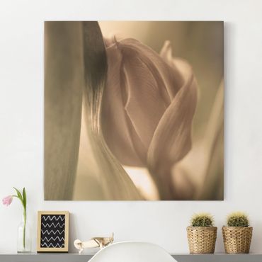 Impression sur toile - Delicate Tulip