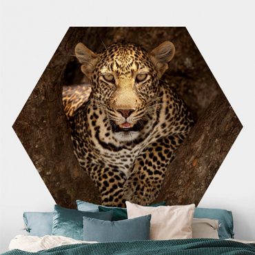 Papier peint hexagonal autocollant avec dessins - Leopard Resting On A Tree