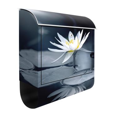 Letterbox - Lotus Reflection In The Water