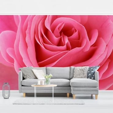 Papier peint - Lustful Pink Rose