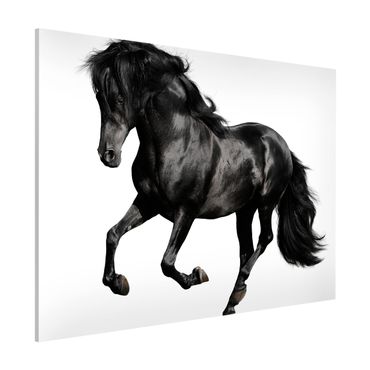Tableau magnétique - Arabian Stallion