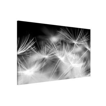 Tableau magnétique - Moving Dandelions Close Up On Black Background