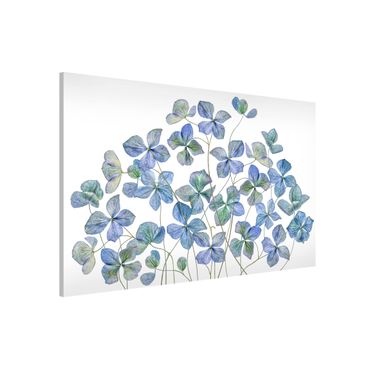 Tableau magnétique - Blue Hydrangea Flowers