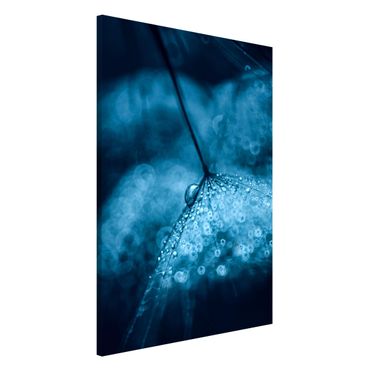 Tableau magnétique - Blue Dandelion In The Rain