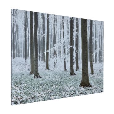 Tableau magnétique - Beeches With Hoarfrost