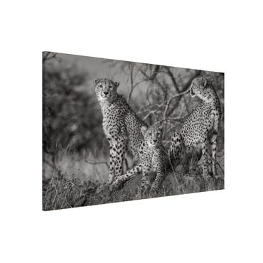 Tableau magnétique - Three Cheetahs