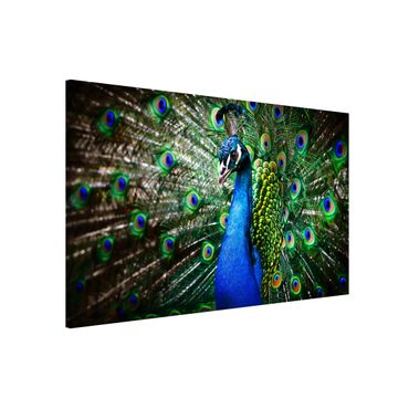 Tableau magnétique - Noble Peacock
