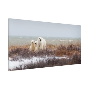 Tableau magnétique - Polar Bear And Her Cubs
