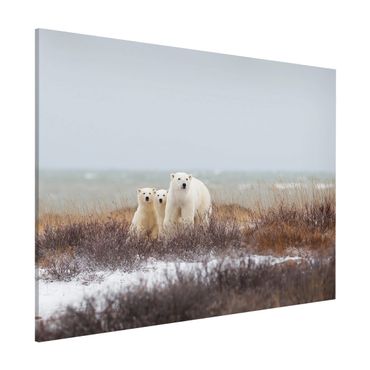 Tableau magnétique - Polar Bear And Her Cubs