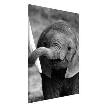 Tableau magnétique - Baby Elephant