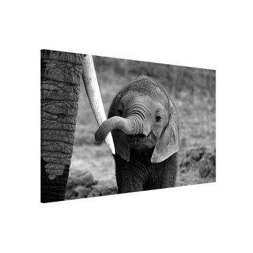 Tableau magnétique - Baby Elephant