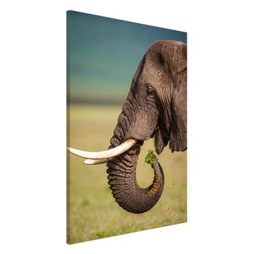 Tableau magnétique - Feeding Elephants In Africa