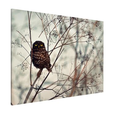 Tableau magnétique - Owl In The Winter