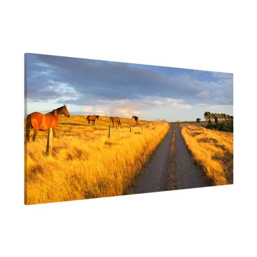 Tableau magnétique - Field Road And Horse In Evening Sun