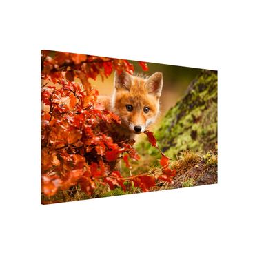 Tableau magnétique - Fox In Autumn