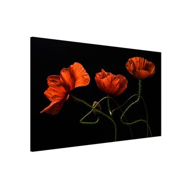 Tableau magnétique - Poppies At Midnight
