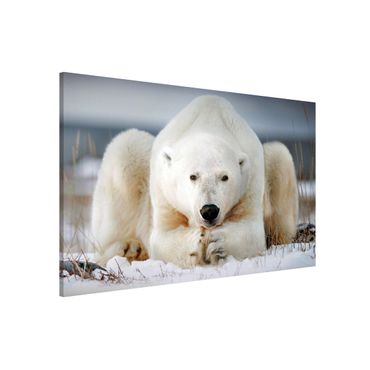 Tableau magnétique - Contemplative Polar Bear