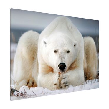 Tableau magnétique - Contemplative Polar Bear