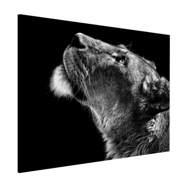 Tableau magnétique - Portrait Of A Lioness