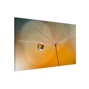 Tableau magnétique - Dandelion In Orange