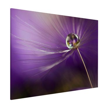 Tableau magnétique - Dandelion In Violet