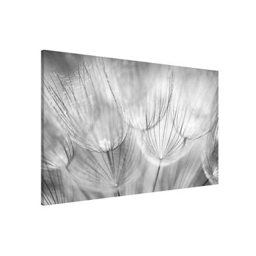 Tableau magnétique - Dandelions Macro Shot In Black And White