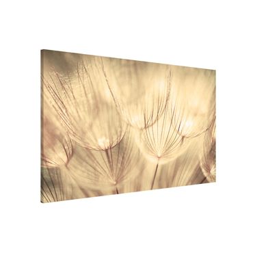 Tableau magnétique - Dandelions Close-Up In Cozy Sepia Tones