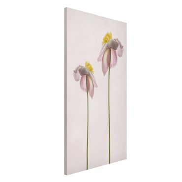 Tableau magnétique - Pink Anemone Blossoms