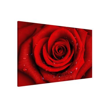 Tableau magnétique - Red Rose With Water Drops