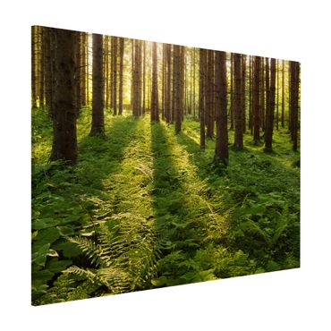 Tableau magnétique - Sun Rays In Green Forest