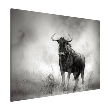 Tableau magnétique - Staring Wildebeest