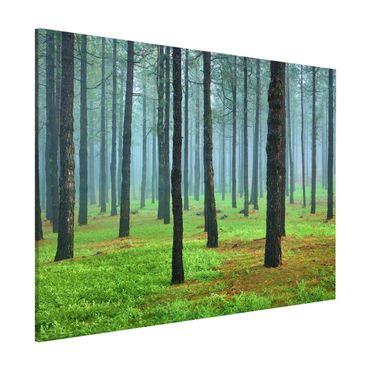 Tableau magnétique - Deep Forest With Pine Trees On La Palma